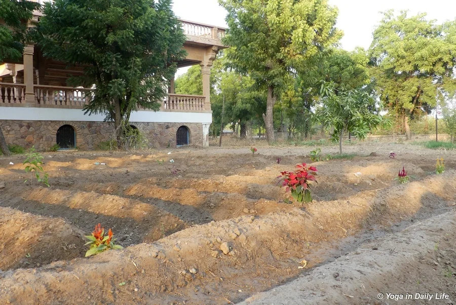 weeding in the Shiv Bagh most of the grass is eaten by our horses